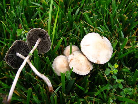 Panaeolus subbalteatus (Berk. & Broome) Sacc. 1887 resmi