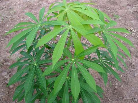 Image of cassava