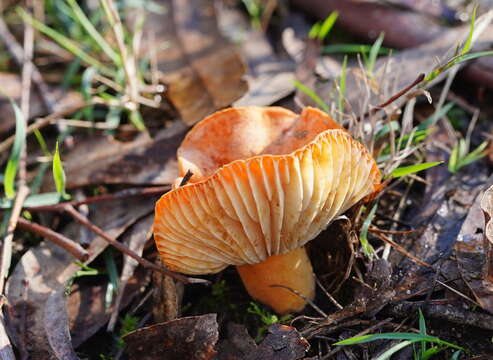 Image of Lactifluus flocktonae (Cleland & Cheel) T. Lebel 2016