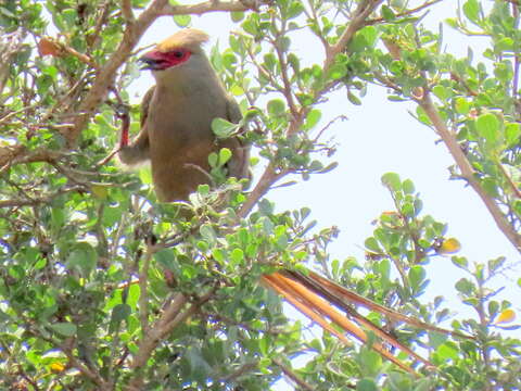 Urocolius indicus indicus (Latham 1790) resmi