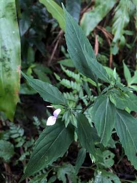 Image of Dicliptera japonica (Thunb.) Makino