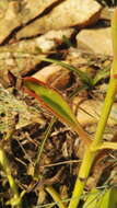 Image of Kalanchoe paniculata Harv.