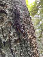 Image of Nicobar Island Skink