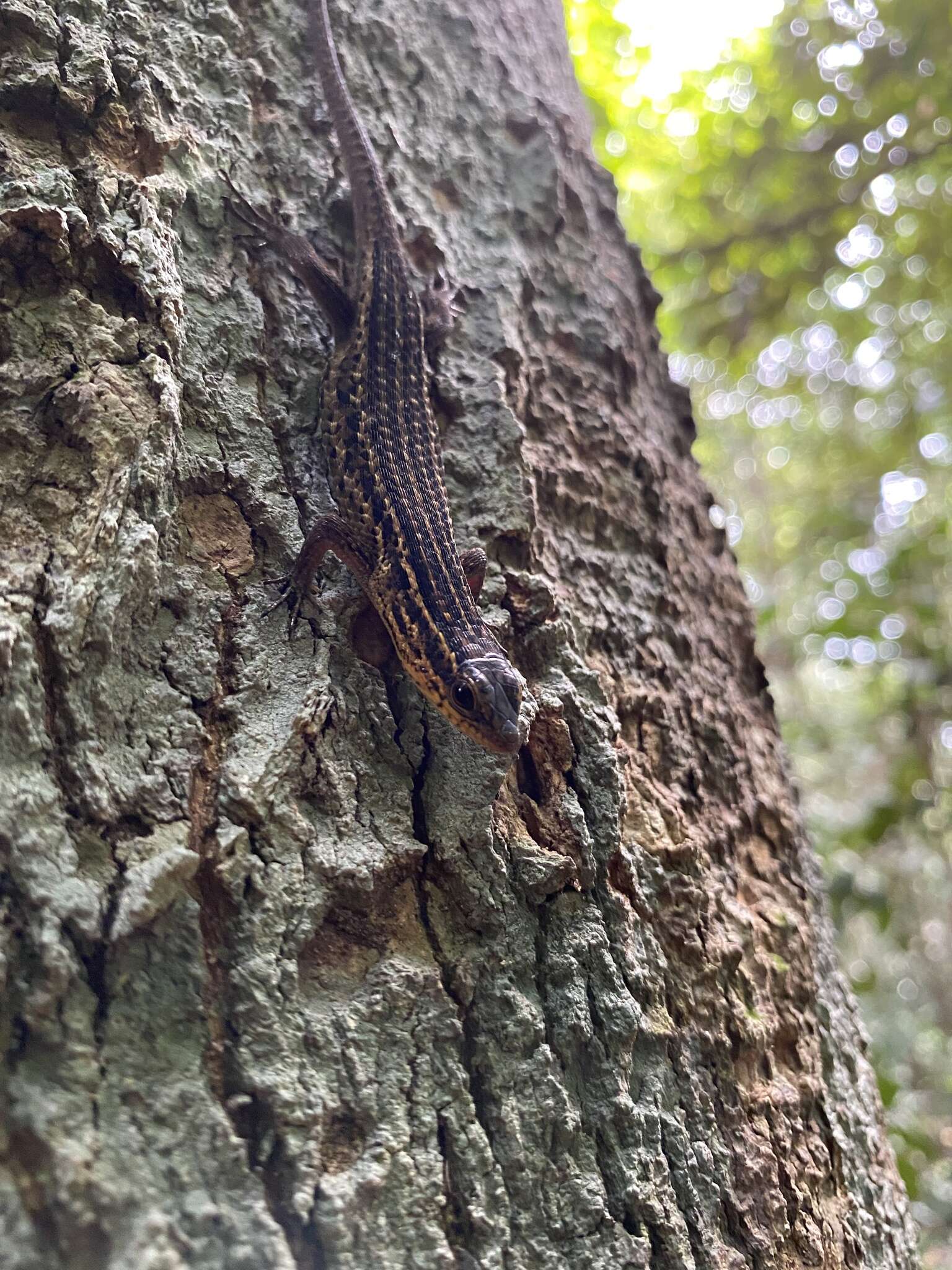 Imagem de Eutropis rugifera (Stoliczka 1870)