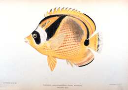 Image of Halfmoon Butterflyfish