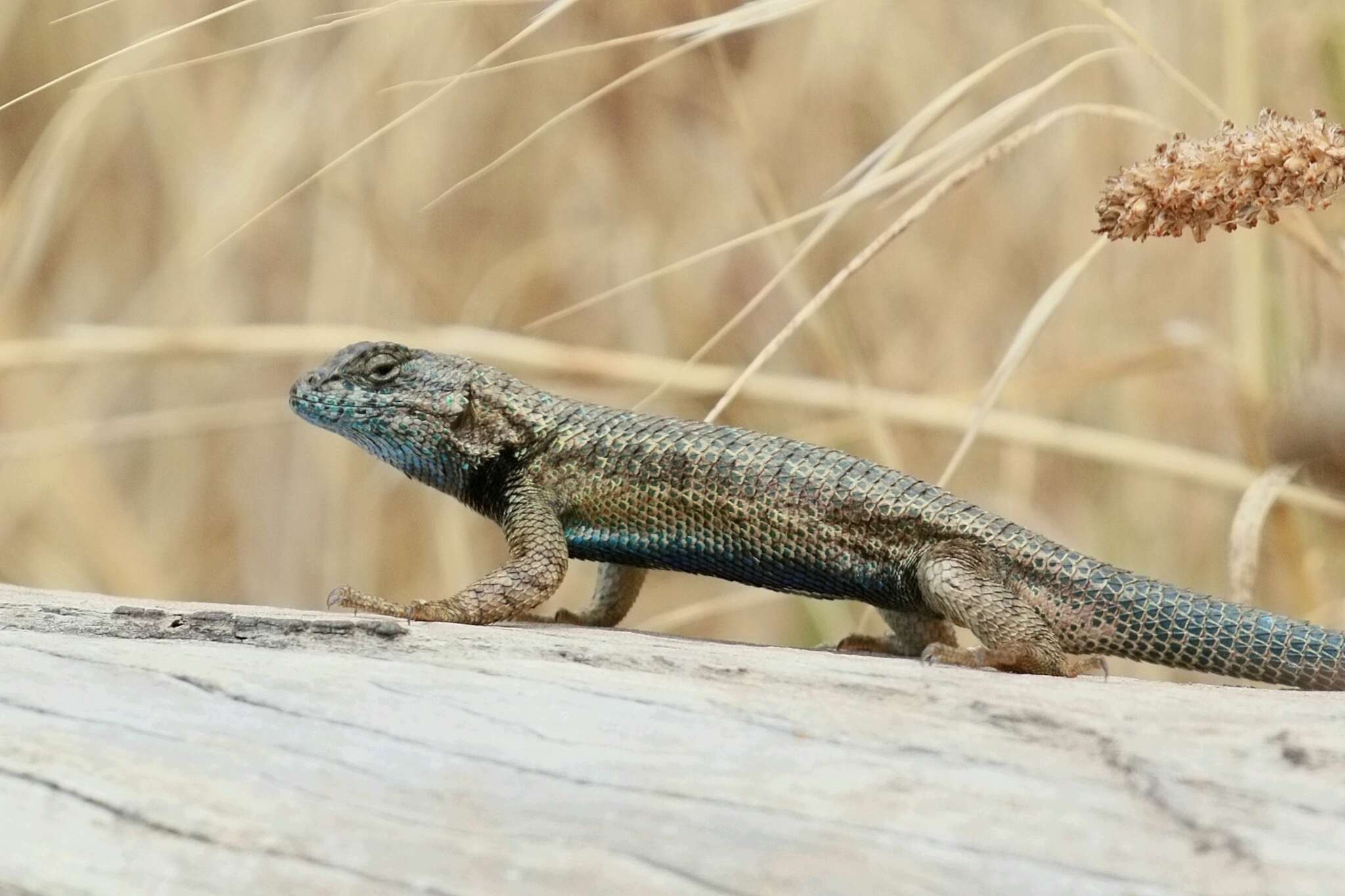 Sivun Sceloporus becki Van Denburgh 1905 kuva