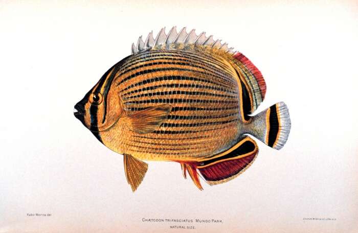 Image of Lineated Butterflyfish