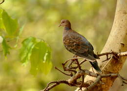 Image of Oriental Turtle Dove