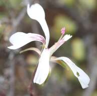 Pelargonium karooicum Compton & Barnes resmi