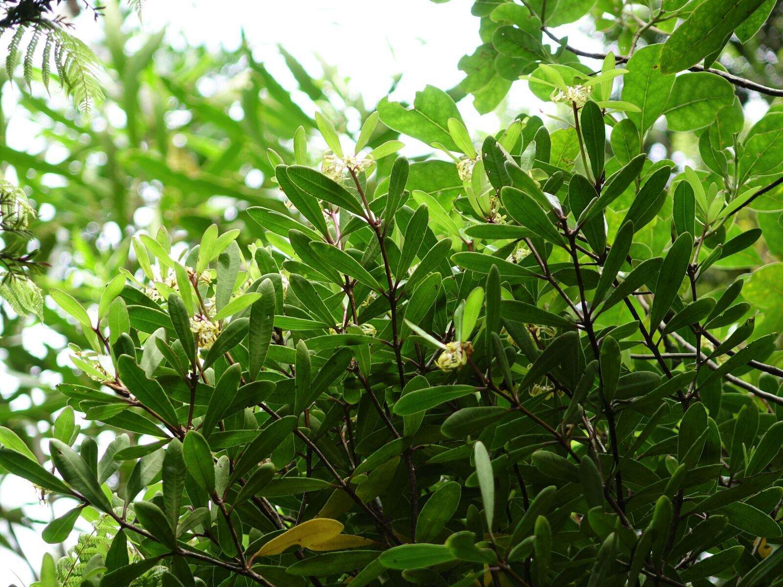 Image of Pittosporum kirkii Hook. fil. ex T. Kirk