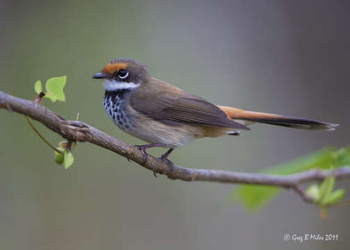 Image of Rufous Fantail