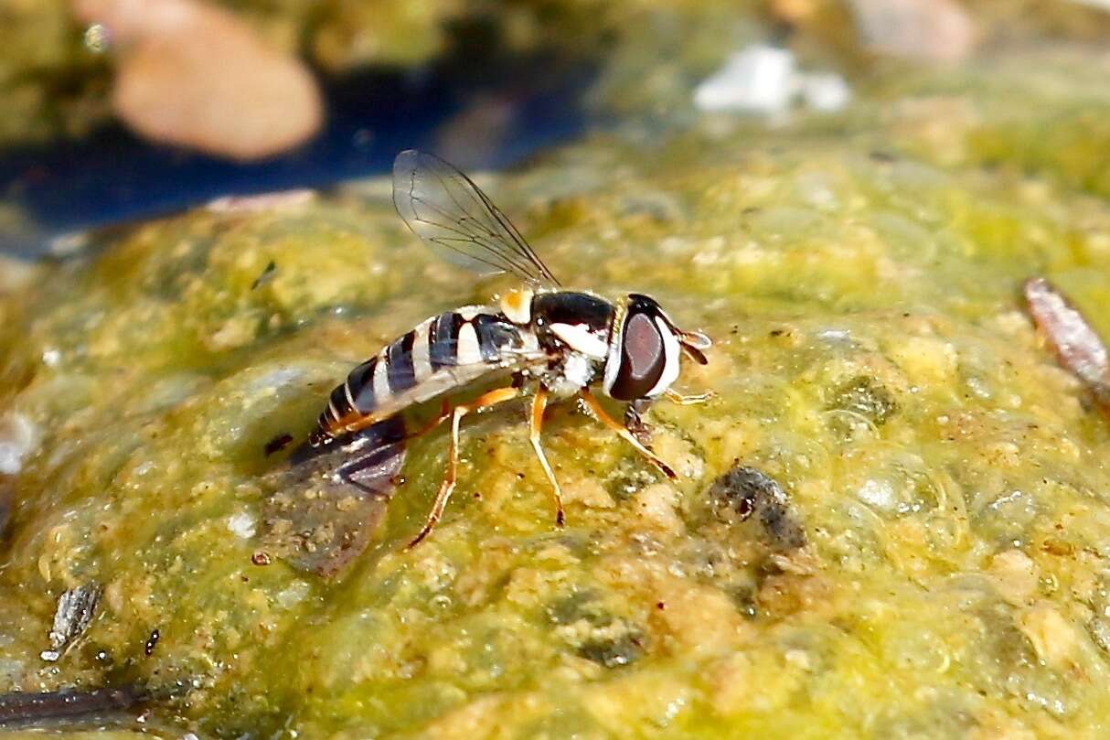 Sivun Ischiodon aegyptius (Wiedemann 1830) kuva