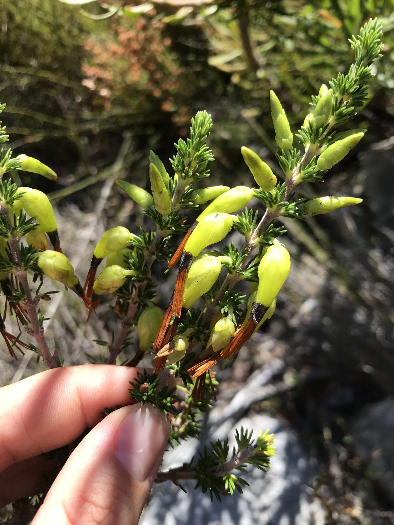 Image of Erica melastoma subsp. minor E. G. H. Oliv. & I. M. Oliv.