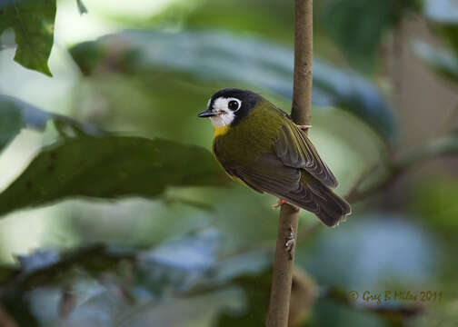 Image of White-faced Robin