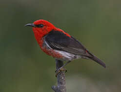 Image of Scarlet Honeyeater