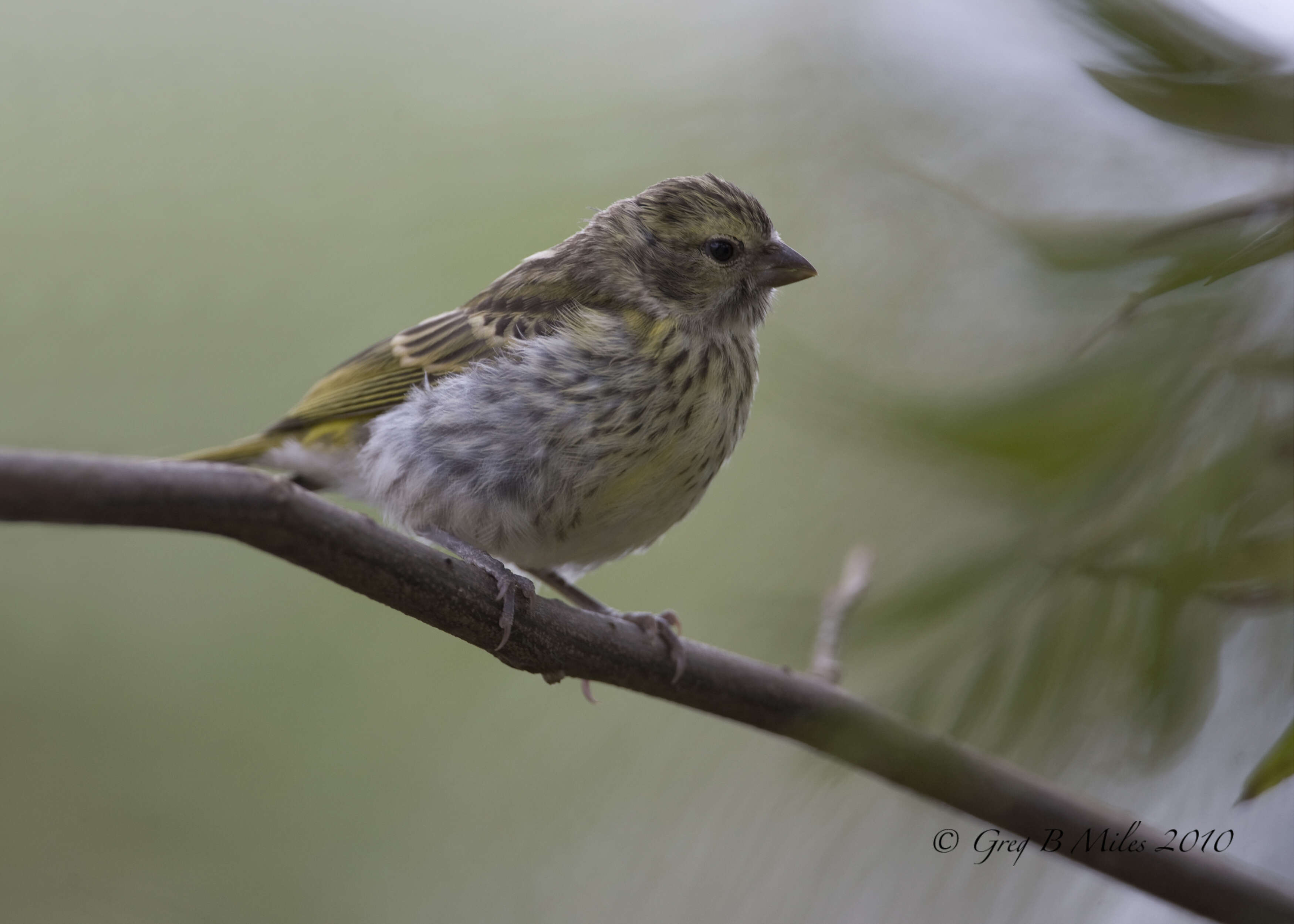 Image of White-bellied Canary