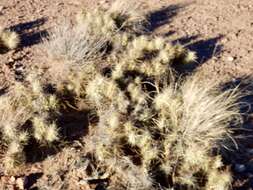 Image of Devil's Prickly-pear Cactus