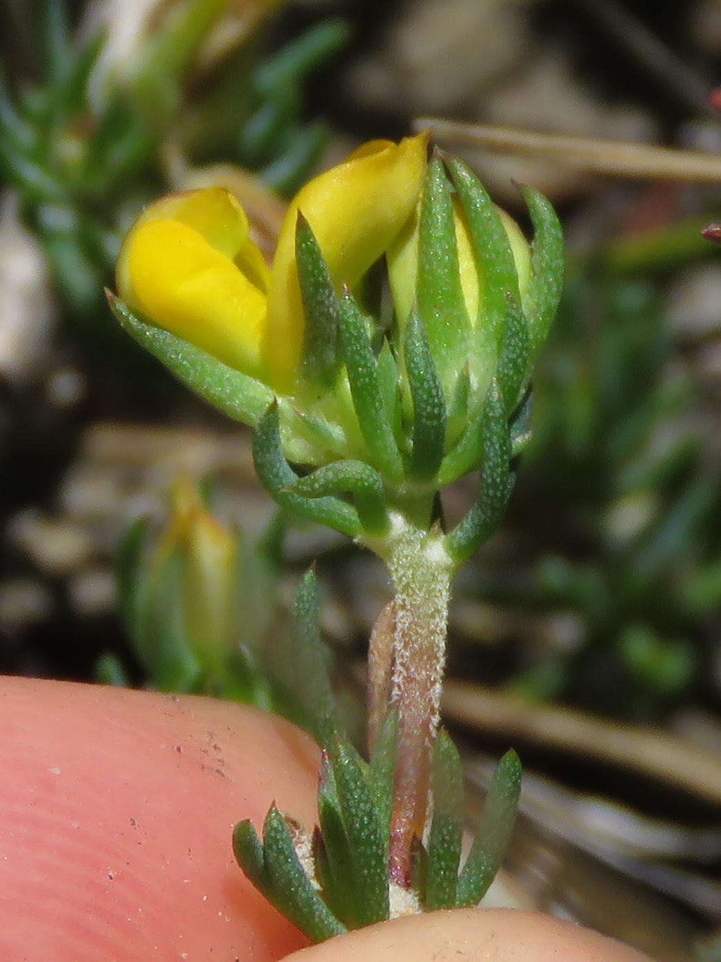 Слика од Aspalathus juniperina subsp. juniperina