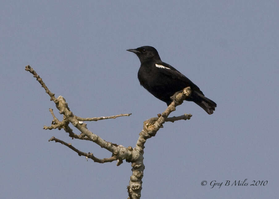 Image of Sooty Chat