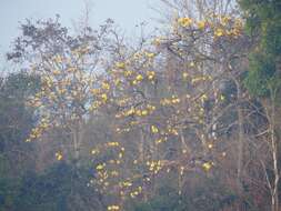 Cochlospermum religiosum (L.) Alston resmi