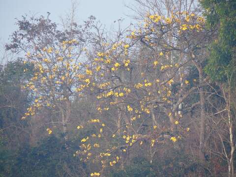 Image of silk-cotton tree