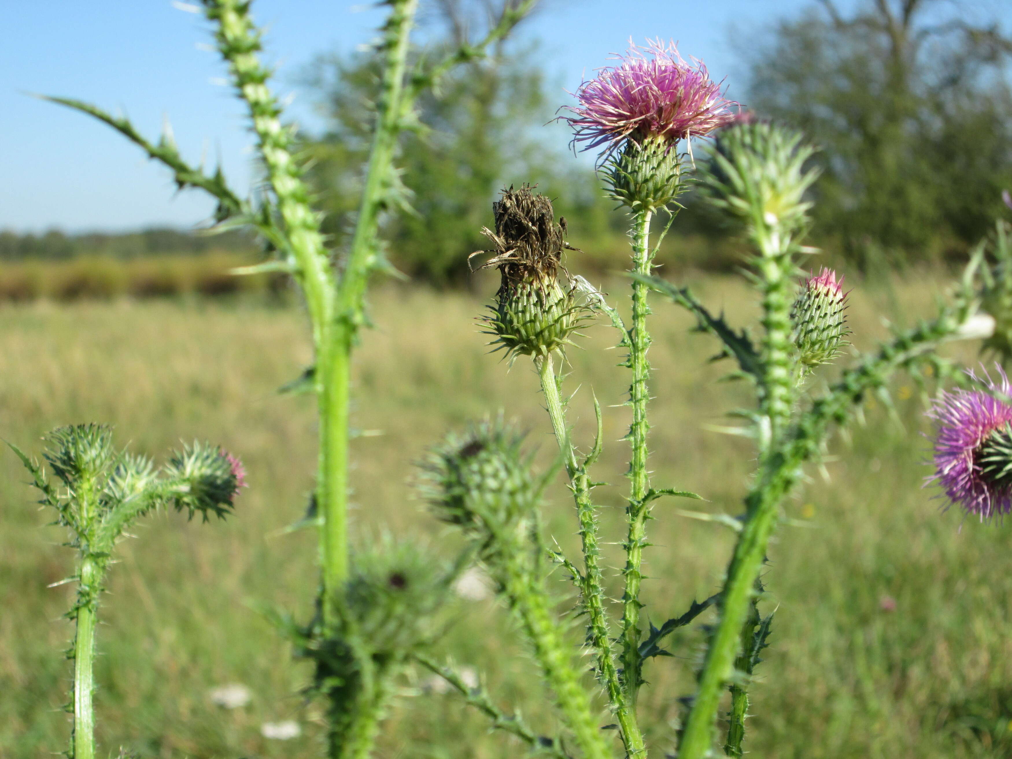 Слика од Carduus acanthoides L.