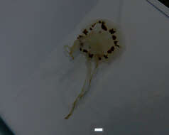 Image of Compass jellyfish