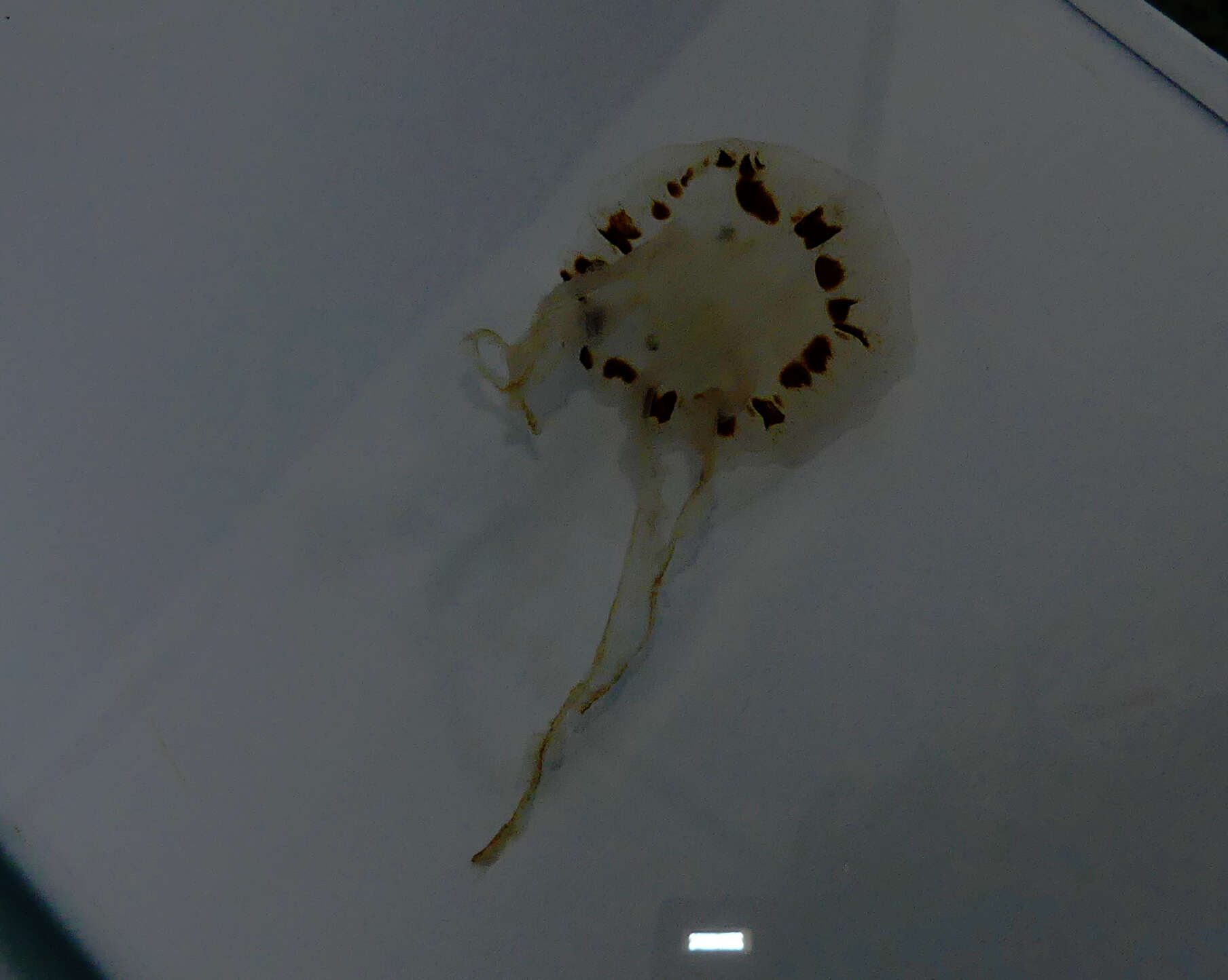 Image of Compass jellyfish