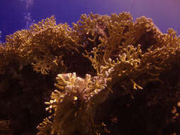 Image of Fire coral