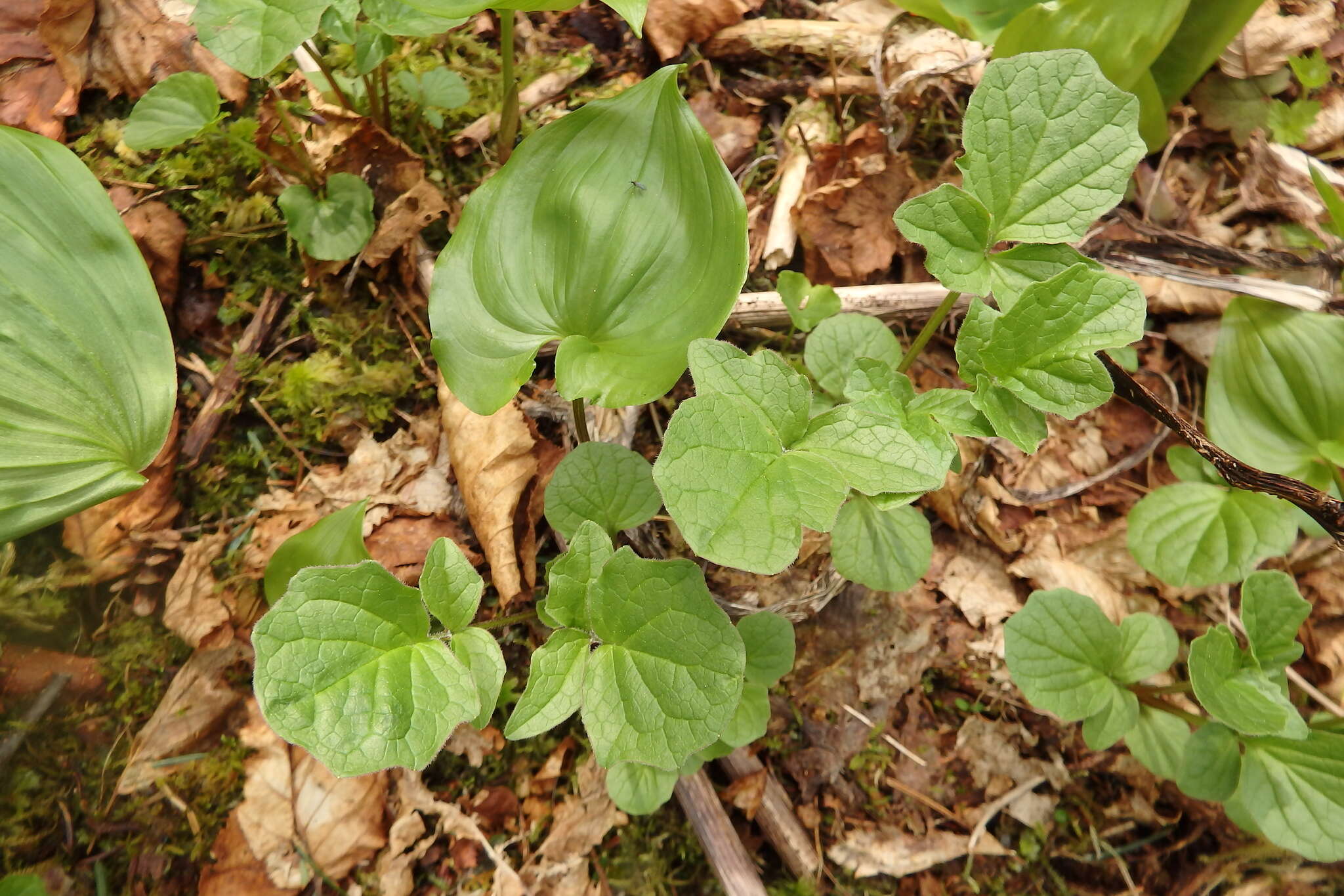 Image of Mountain Heliotrope