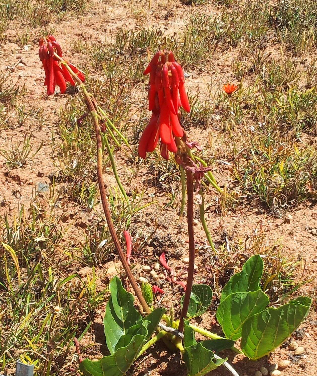 Image of Coral tree