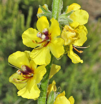 Image de Verbascum dentifolium Del.