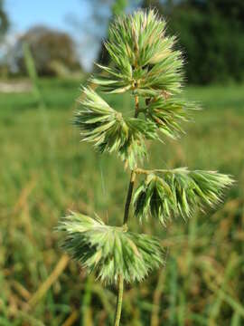 Image of Cocksfoot or Orchard Grass