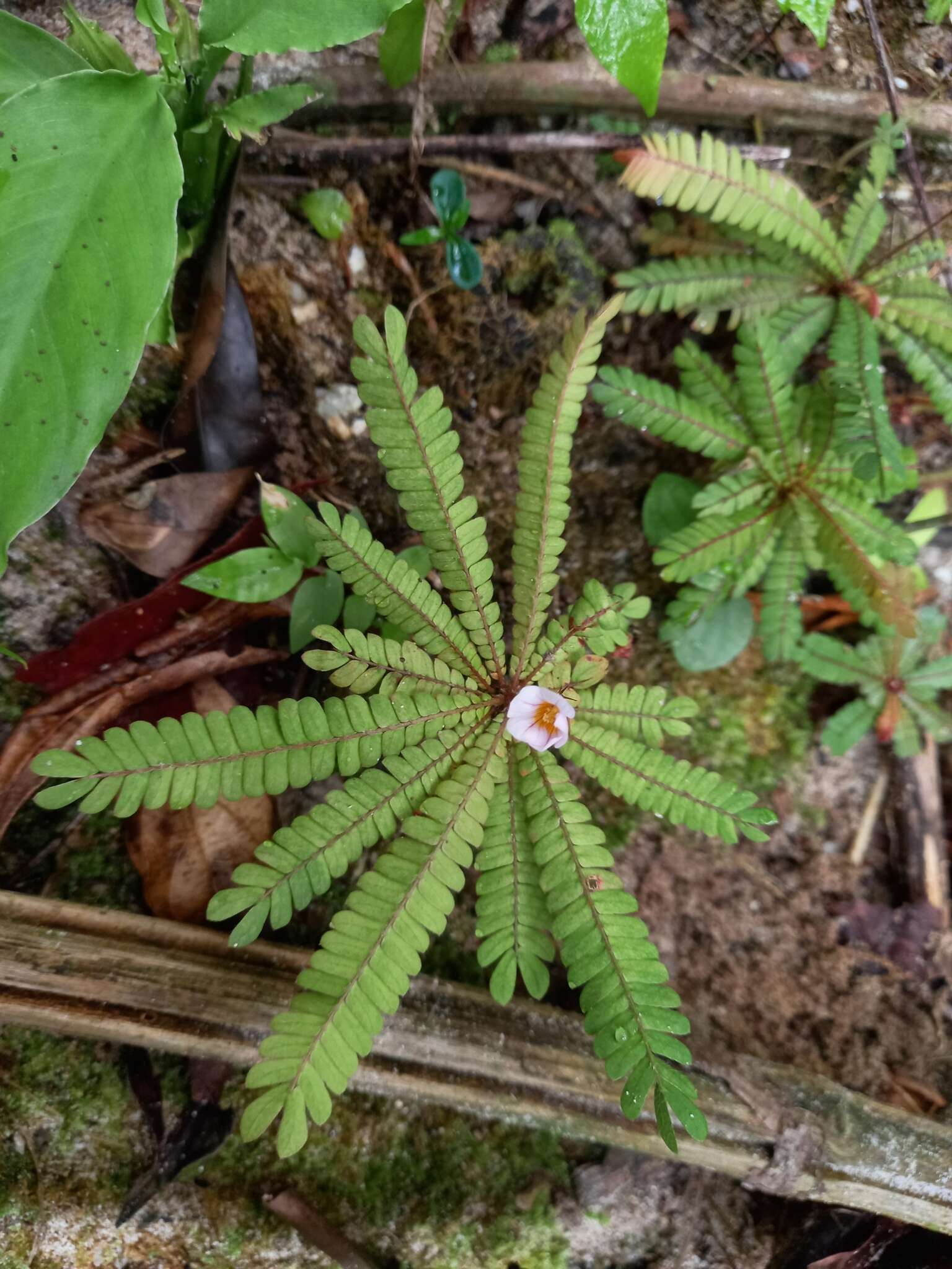 Image of Biophytum dendroides (Kunth) DC.