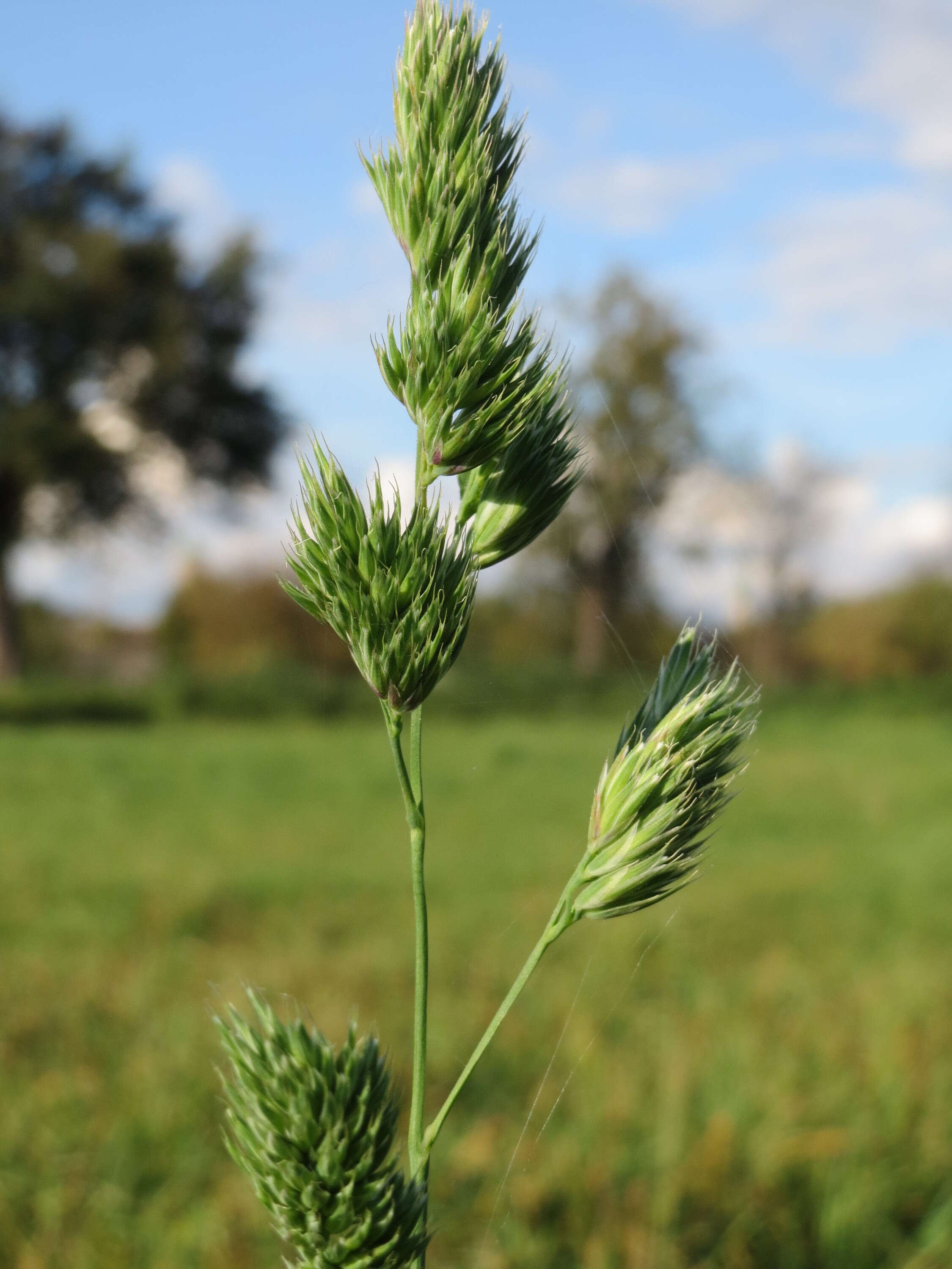 Image of Cocksfoot or Orchard Grass