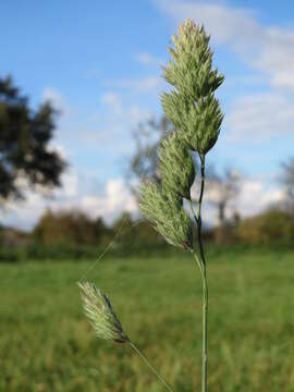 Image of Cocksfoot or Orchard Grass