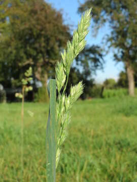 Image of Cocksfoot or Orchard Grass