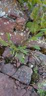 Image of Solidago simplex var. ontarioensis (Ringius) G. S. Ringius