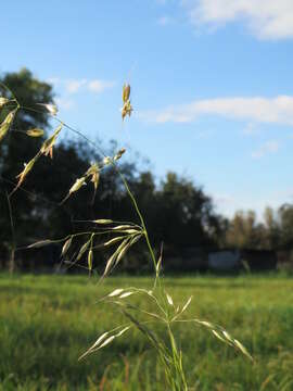 Image of Button Grass