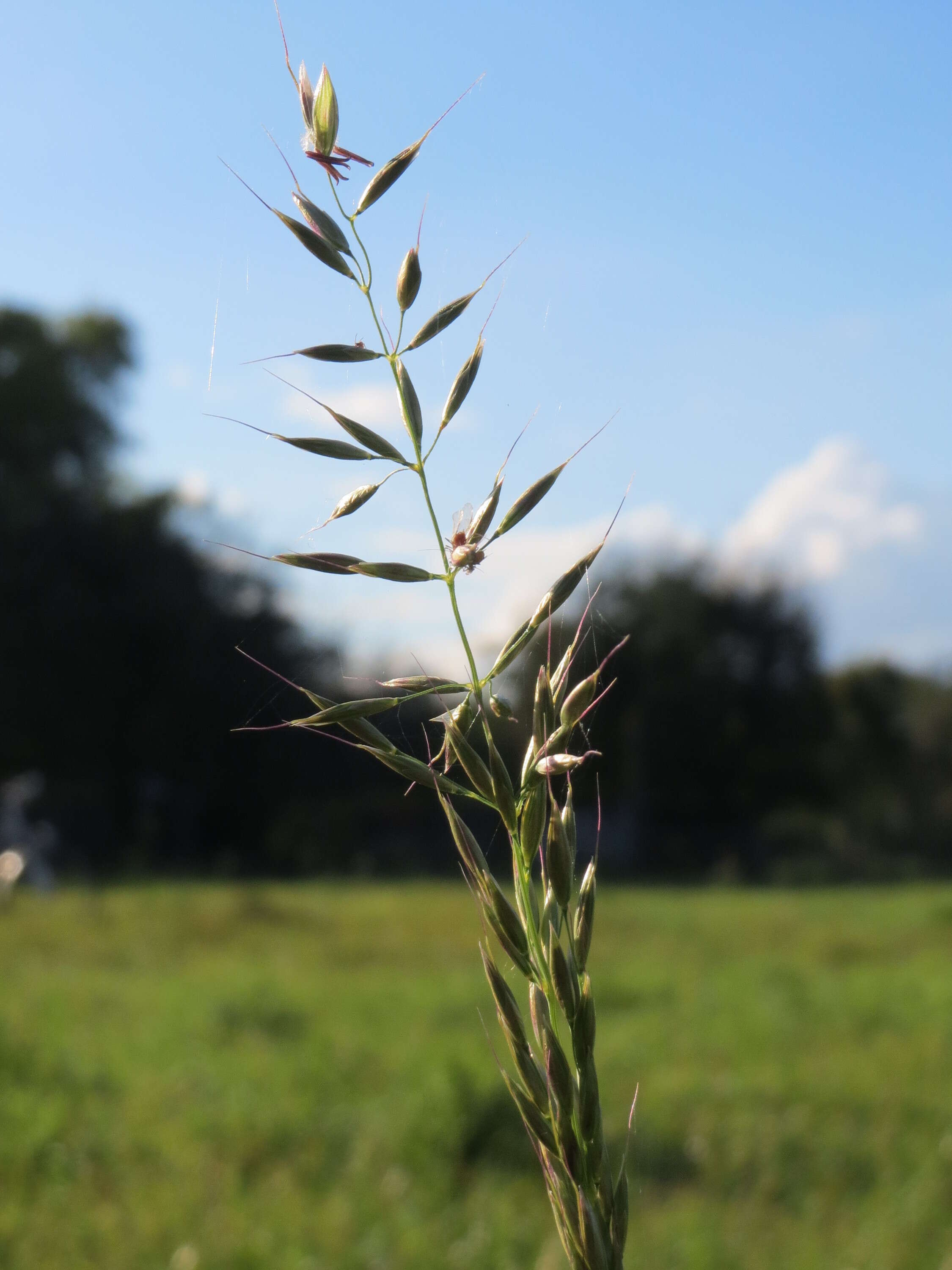 Image of Button Grass