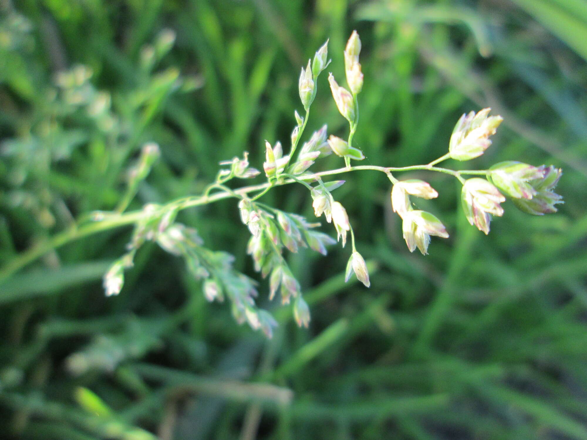 Image of Annual Meadow Grass