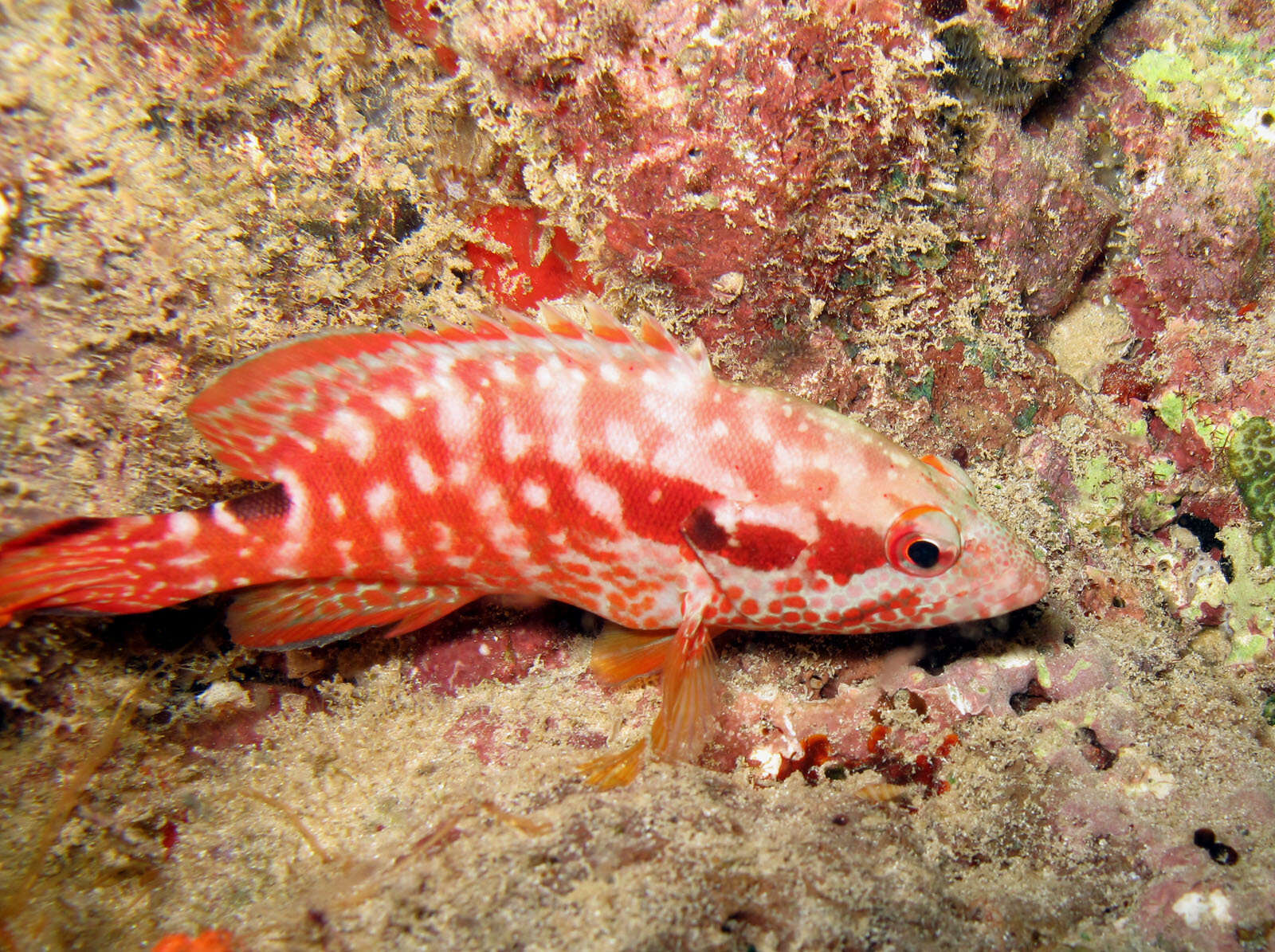 Plancia ëd Cephalopholis leopardus (Lacepède 1801)