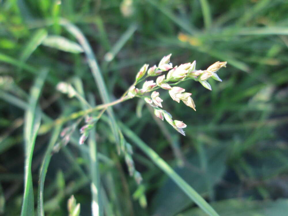 Image of Annual Meadow Grass