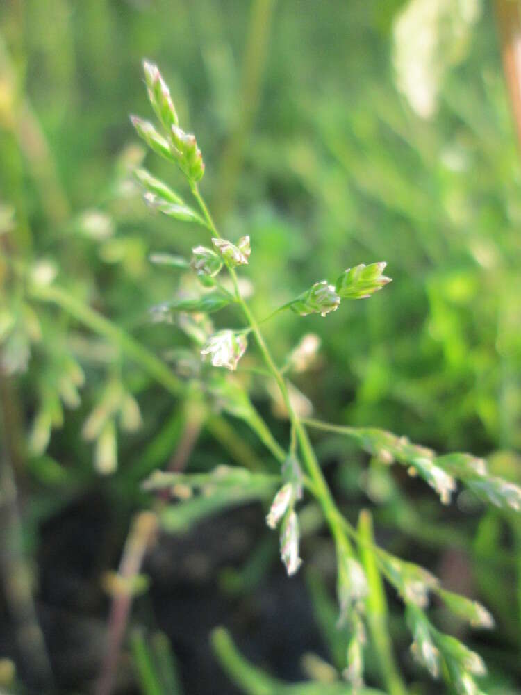 Image of Annual Meadow Grass