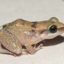 Image of Etheridge's robber frog