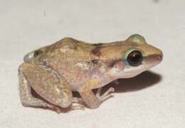 صورة Eleutherodactylus etheridgei Schwartz 1958