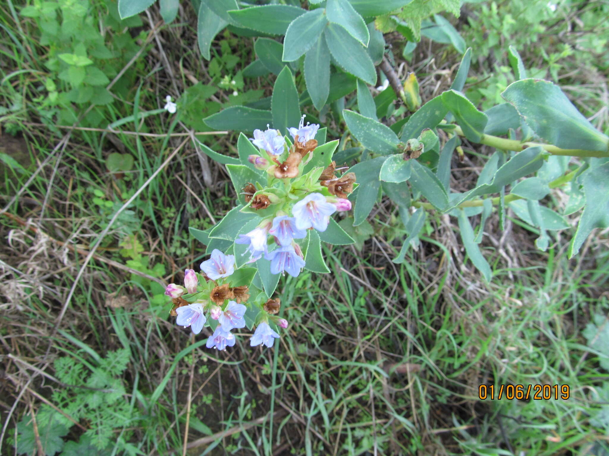 Image of Lobostemon montanus (DC.) Buek