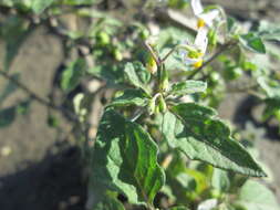 Image of European Black Nightshade