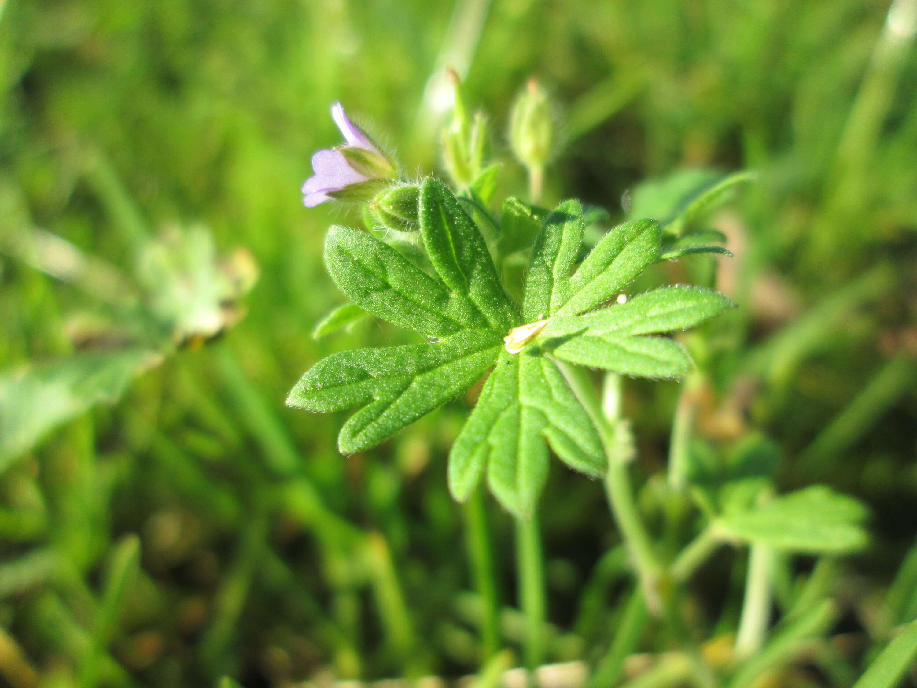 Imagem de Geranium molle L.