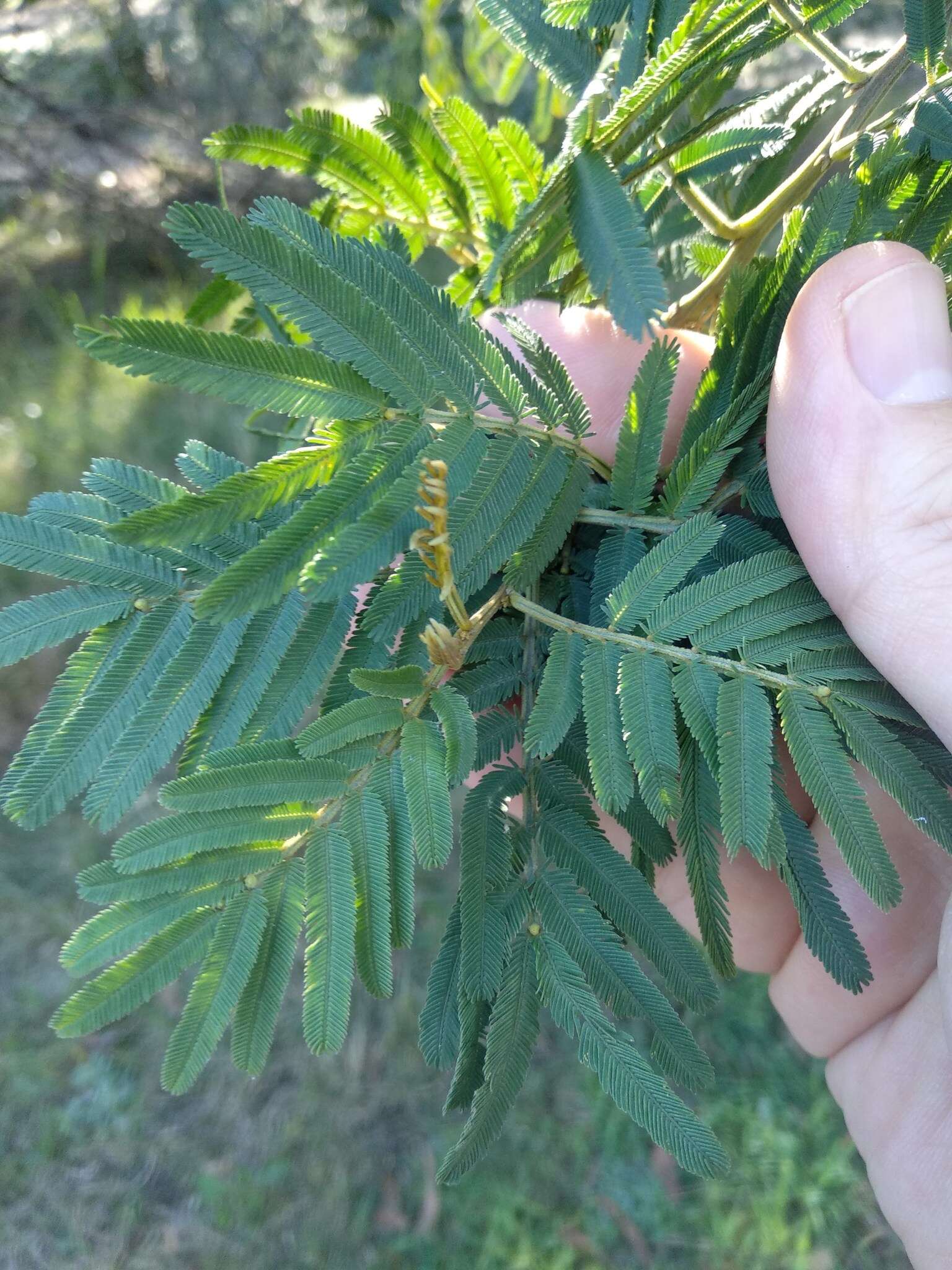 Acacia irrorata Sieber ex Spreng. resmi